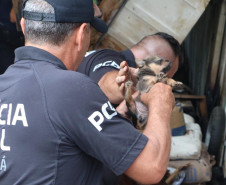 PCPR resgata cadela e filhotes presos em escombros em Guaratuba