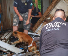 PCPR resgata cadela e filhotes presos em escombros em Guaratuba