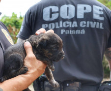 PCPR resgata cadela e filhotes presos em escombros em Guaratuba