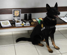 Cães da PCPR ajudaram na apreensão de 2,8 toneladas de drogas em 2024