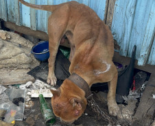 PCPR prende homem por maus tratos aos animais em Curitiba