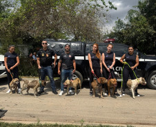 PCPR prende homem por maus tratos aos animais em Curitiba