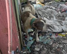 PCPR prende homem por maus tratos aos animais em Curitiba