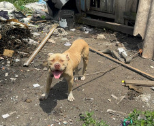PCPR prende homem por maus tratos aos animais em Curitiba