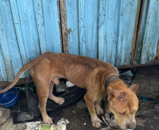 PCPR prende homem por maus tratos aos animais em Curitiba