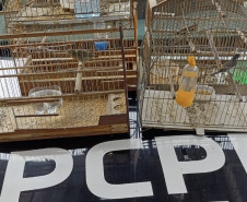 PCPR apreende seis pássaros silvestres em extinção em Antonina