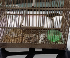 PCPR apreende seis pássaros silvestres em extinção em Antonina