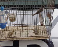 PCPR apreende seis pássaros silvestres em extinção em Antonina