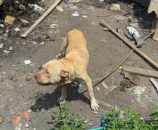 PCPR prende homem por maus tratos aos animais em Curitiba