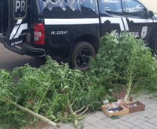 PCPR prende em flagrante homem com plantação de maconha caseira em Guarapuava