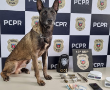 PCPR e GCM prendem mulher em flagrante por tráfico de drogas em Ponta Grossa
