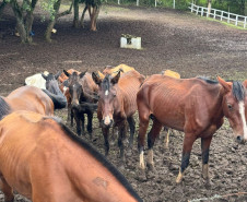 PCPR prende homem por maus tratos e resgata mais de 40 cavalos em Curitiba