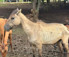 PCPR prende homem por maus tratos e resgata mais de 40 cavalos em Curitiba