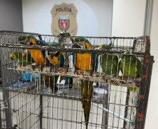 PCPR resgata seis aves vítimas do tráfico de animais em Curitiba