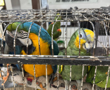 PCPR resgata seis aves vítimas do tráfico de animais em Curitiba