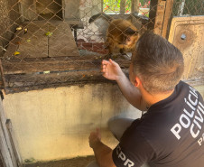 PCPR resgata macaco-prego que viveu 31 anos preso em uma gaiola em Colombo 