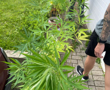 PCPR encontra plantação de maconha em residência e prende responsável em Almirante Tamandaré