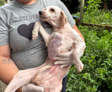 PCPR resgata mais de 130 animais vítimas de maus tratos e prende mulher em flagrante em Bocaiuva do Sul