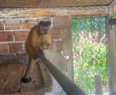PCPR resgata macaco-prego que viveu 31 anos preso em uma gaiola em Colombo 
