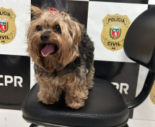 PCPR prende homem e recupera cachorro furtado em Santo Antônio do Sudoeste