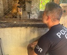 PCPR resgata macaco-prego que viveu 31 anos preso em uma gaiola em Colombo 