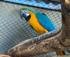 PCPR resgata seis aves vítimas do tráfico de animais em Curitiba
