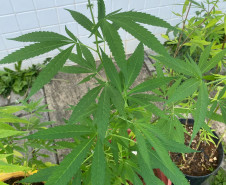PCPR encontra plantação de maconha em residência e prende responsável em Almirante Tamandaré