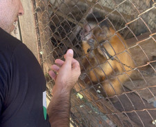 PCPR resgata macaco-prego que viveu 31 anos preso em uma gaiola em Colombo 