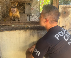 PCPR resgata macaco-prego que viveu 31 anos preso em uma gaiola em Colombo 