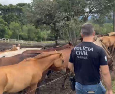 PCPR prende homem por maus tratos e resgata mais de 40 cavalos em Curitiba