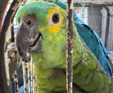 PCPR resgata seis aves vítimas do tráfico de animais em Curitiba
