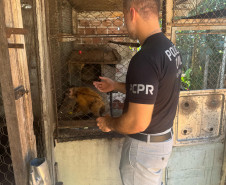 PCPR resgata macaco-prego que viveu 31 anos preso em uma gaiola em Colombo 