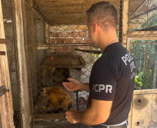 PCPR resgata macaco-prego que viveu 31 anos preso em uma gaiola em Colombo 