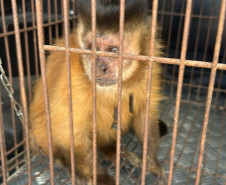 PCPR resgata macaco-prego que viveu 31 anos preso em uma gaiola em Colombo 