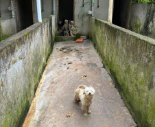 PCPR resgata mais de 130 animais vítimas de maus tratos e prende mulher em flagrante em Bocaiuva do Sul