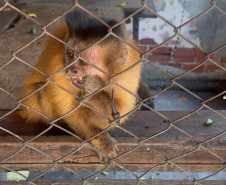 PCPR resgata macaco-prego que viveu 31 anos preso em uma gaiola em Colombo 