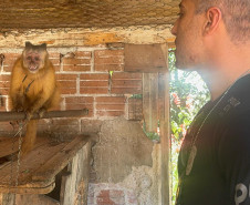 PCPR resgata macaco-prego que viveu 31 anos preso em uma gaiola em Colombo 