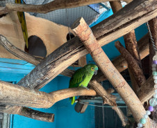 PCPR resgata seis aves vítimas do tráfico de animais em Curitiba