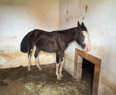 PCPR prende homem por maus tratos e resgata mais de 40 cavalos em Curitiba