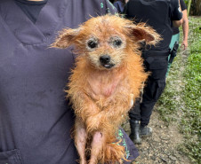 PCPR resgata mais de 130 animais vítimas de maus tratos e prende mulher em flagrante em Bocaiuva do Sul