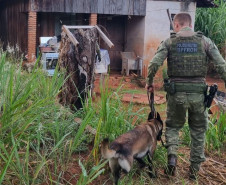 PCPR, PMPR e Força Nacional prende cinco pessoas durante operação em Pérola