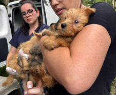 PCPR resgata mais de 130 animais vítimas de maus tratos e prende mulher em flagrante em Bocaiuva do Sul