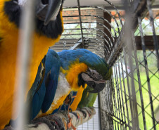 PCPR resgata seis aves vítimas do tráfico de animais em Curitiba
