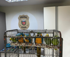 PCPR resgata seis aves vítimas do tráfico de animais em Curitiba