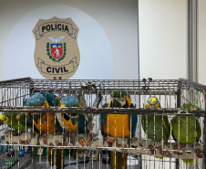 PCPR resgata seis aves vítimas do tráfico de animais em Curitiba