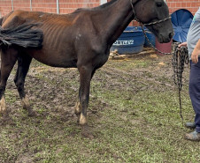 PCPR prende homem por maus tratos e resgata mais de 40 cavalos em Curitiba