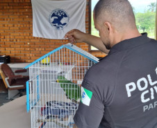PCPR resgata papagaio vítima do tráfico de animais em Matinhos