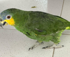PCPR resgata papagaio vítima do tráfico de animais em Matinhos
