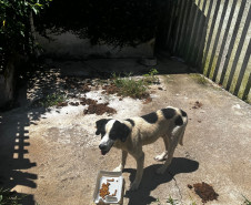 PCPR prende homem em flagrante por maus tratos e resgata animais em Pinhais (4626)