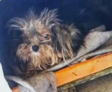 PCPR conclui inquérito e indicia casal por maus tratos contra cachorro em Antonina 